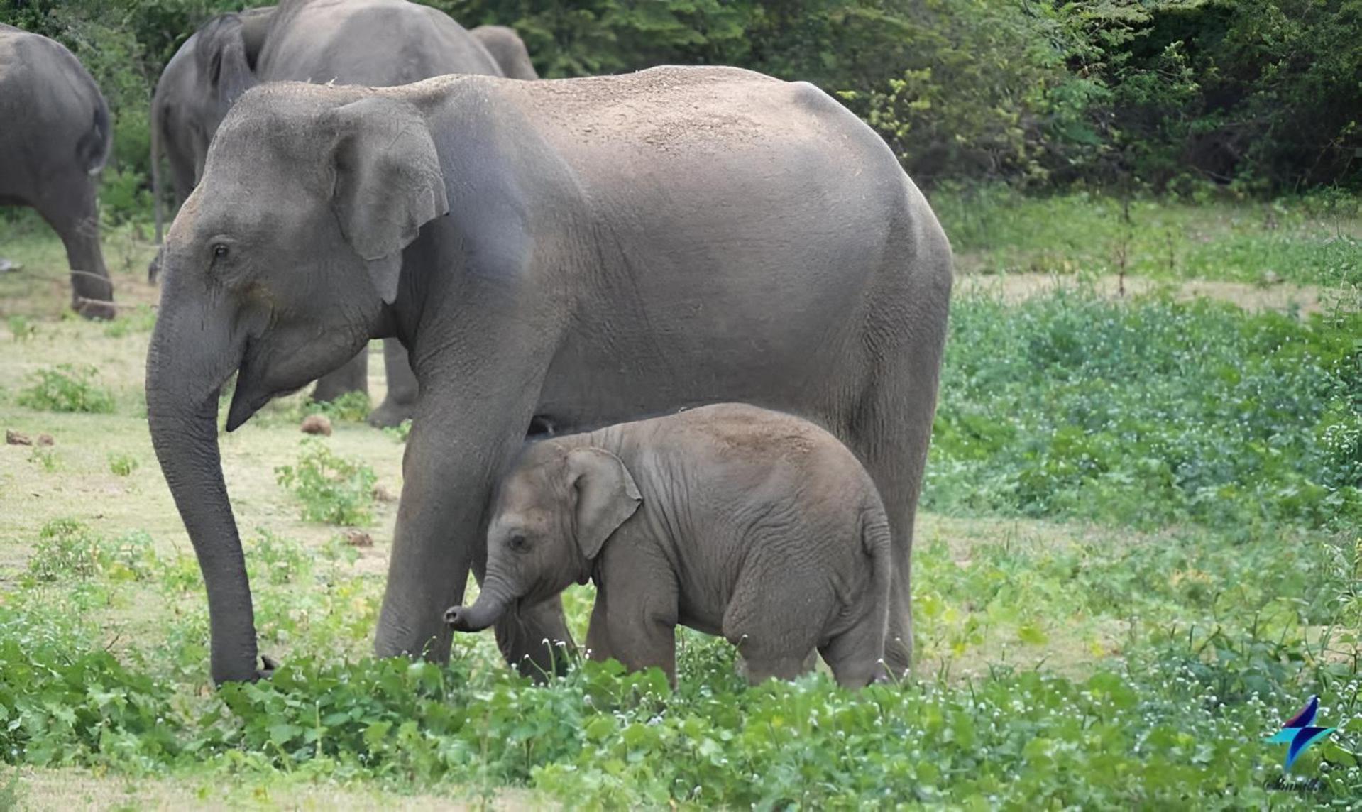 Wildlife Safari House Hotell Udawalawe Eksteriør bilde